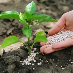 Produtos agrícolas e fertilizantes